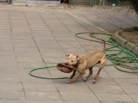 Zdjęcie psa o imieniu Migdał, nr 719