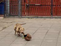 Zdjęcie psa o imieniu Migdał, nr 719