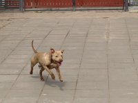 Zdjęcie psa o imieniu Migdał, nr 719