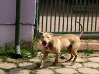 Zdjęcie psa o imieniu Migdał, nr 719